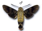 MU