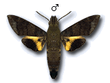MU