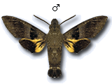 MU