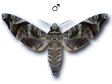 MU