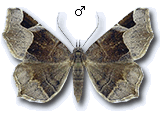 Zethes insularis