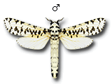 MU