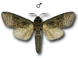 MU