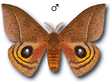 MU