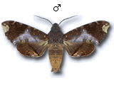 MU