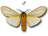 MU
