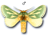MU