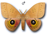 MU