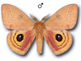 MU