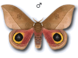 MU