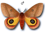 MU