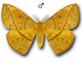 MU