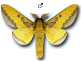 MU