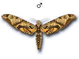 MU