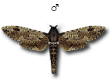 MU