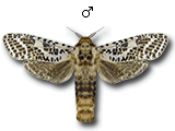 MU