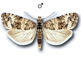 Endothenia pauperculana