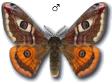 Saturnia (Eudia) pavoniella