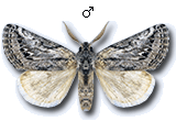Albarracina warionis