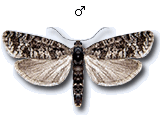 Rhyacionia hafneri