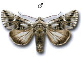 Calophasia lunula