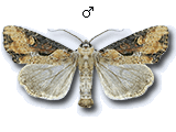 Lateroligia ophiogramma