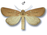 Coenobia rufa