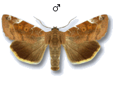 Cosmia (Ulmia) affinis