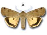 Noctua orbona
