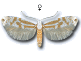 Argyresthia (Argyresthia) abdominalis