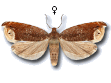 Ancylis selenana