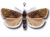 Dichrorampha plumbana
