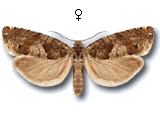 Epinotia tetraquetrana