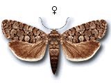 Gravitarmata margarotana