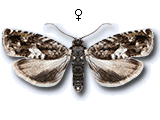 Pammene argyrana