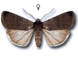 Caradrina (Paradrina) noctivaga