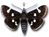 Eurrhypis guttulalis