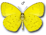 MD