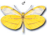 MD