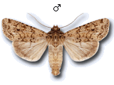 Euxoa (Euxoa) cursoria