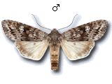 Xylena solidaginis