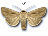Leucania comma