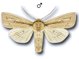 Mythimna (Mythimna) straminea