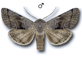 Orthosia (Cororthosia) opima