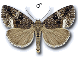 Deltote pygarga