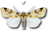 Xanthia (Cirrhia) icteritia