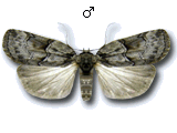 Nycteola siculana