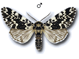 Pantheinae