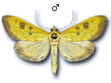 MU
