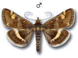 Pyrausta porphyralis